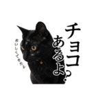 ぱとま 黒猫の兄弟 seasons（個別スタンプ：24）