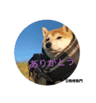 豆柴@豆助座衛門でござる（個別スタンプ：4）