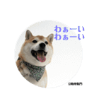 豆柴@豆助座衛門でござる（個別スタンプ：5）