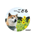豆柴@豆助座衛門でござる（個別スタンプ：7）