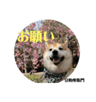 豆柴@豆助座衛門でござる（個別スタンプ：9）