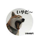豆柴@豆助座衛門でござる（個別スタンプ：10）
