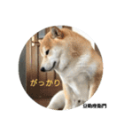 豆柴@豆助座衛門でござる（個別スタンプ：16）