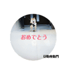 豆柴@豆助座衛門でござる（個別スタンプ：21）