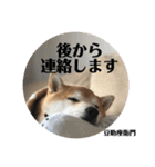 豆柴@豆助座衛門でござる（個別スタンプ：23）
