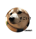 豆柴@豆助座衛門でござる（個別スタンプ：24）
