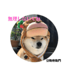 豆柴@豆助座衛門でござる（個別スタンプ：31）