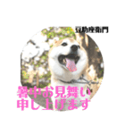 豆柴@豆助座衛門でござる（個別スタンプ：37）