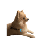 愛犬ポメラニアン(グル)（個別スタンプ：1）