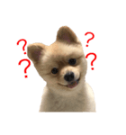 愛犬ポメラニアン(グル)（個別スタンプ：2）