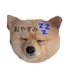 愛犬ポメラニアン(グル)（個別スタンプ：3）