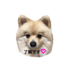 愛犬ポメラニアン(グル)（個別スタンプ：4）
