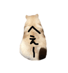 愛犬ポメラニアン(グル)（個別スタンプ：5）