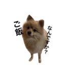 愛犬ポメラニアン(グル)（個別スタンプ：6）
