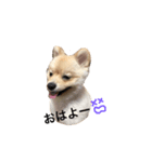 愛犬ポメラニアン(グル)（個別スタンプ：7）