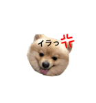 愛犬ポメラニアン(グル)（個別スタンプ：8）