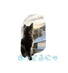 うちのノルウェージャンフォレストキャット（個別スタンプ：5）