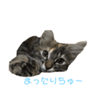 うちのノルウェージャンフォレストキャット（個別スタンプ：6）