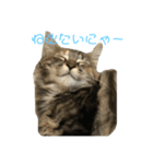 うちのノルウェージャンフォレストキャット（個別スタンプ：7）