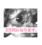 ミミが言ってるでしょーが。（個別スタンプ：6）