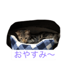 ダノスタンプ（個別スタンプ：2）