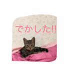 ダノスタンプ（個別スタンプ：6）