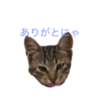 ダノスタンプ（個別スタンプ：8）