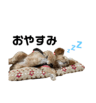 チャチャのスタンプだよーん（個別スタンプ：3）