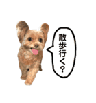 チャチャのスタンプだよーん（個別スタンプ：5）