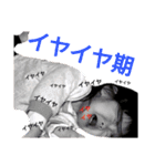 ひよりさんのスタンプ（個別スタンプ：3）