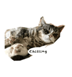ふきげん猫ちび（個別スタンプ：1）