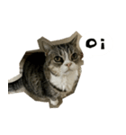 ふきげん猫ちび（個別スタンプ：3）