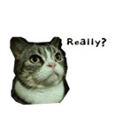 ふきげん猫ちび（個別スタンプ：4）