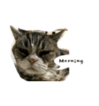 ふきげん猫ちび（個別スタンプ：8）