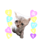いちごいちえ✱（個別スタンプ：13）