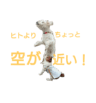 飛び犬 シェビー（個別スタンプ：8）