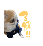 チワワの愛犬さらん（個別スタンプ：1）