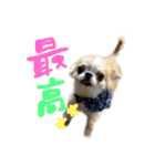 チワワの愛犬さらん（個別スタンプ：2）