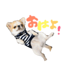 チワワの愛犬さらん（個別スタンプ：3）