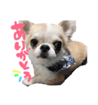 チワワの愛犬さらん（個別スタンプ：5）
