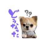 チワワの愛犬さらん（個別スタンプ：6）