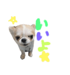 チワワの愛犬さらん（個別スタンプ：7）
