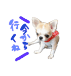 チワワの愛犬さらん（個別スタンプ：8）