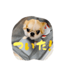 チワワの愛犬さらん（個別スタンプ：9）
