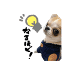 チワワの愛犬さらん（個別スタンプ：10）