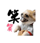 チワワの愛犬さらん（個別スタンプ：11）