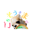 チワワの愛犬さらん（個別スタンプ：12）
