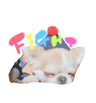 チワワの愛犬さらん（個別スタンプ：14）