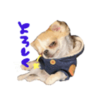 チワワの愛犬さらん（個別スタンプ：16）