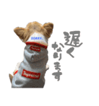 チワワの愛犬さらん（個別スタンプ：17）